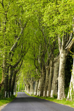 Carretera hacia Thuir.Perpignan.Roussillon.Pirineos orientales.Francia.