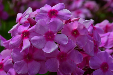 Blooming pink Phlox in the garden close-up. Large inflorescences.