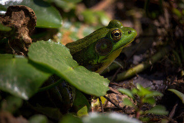 frog in swamp