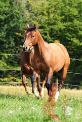 Naklejka na ściany i meble Zweijährige American Quarter Horse Hengste