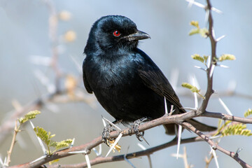 Fork Tailed Drongo