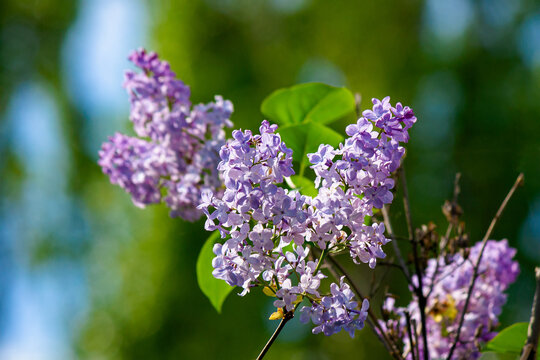 lilac blossom. beautiful scenery in the garden. sunny nature background in springtime