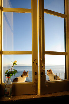 Two cats sitting outside the window