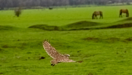 flying bird