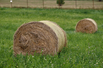 Horizontal view of yellow and brown straw and hay bales  on a large farm field ready for collection
