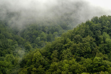 Bosque cerca de Les Masies. Garrotxa.Catalunya. España.