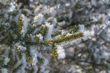 The green branch of the Christmas tree is covered with snow. Concept - the holiday of Christmas, New Year. Selective focus.