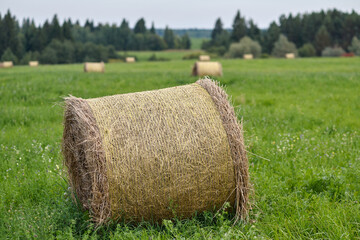 Horizontal view of yellow and brown straw and hay bales  on a large farm field ready for collection