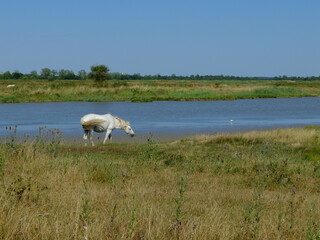 Fototapeta premium les chemins de la Seudre à vélo