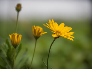 yellow flower in the garden