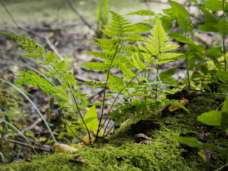 fern in the forest