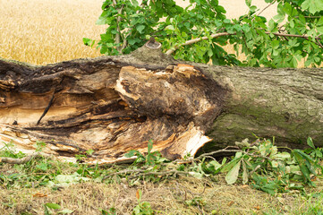 A tree felled by lightning during a thunderstorm