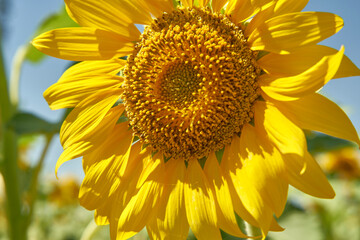 Obraz premium a sunflower among many sunflowers