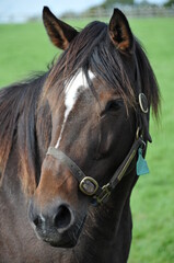 Obraz premium Front Runner