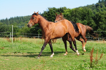 Fototapeta premium Zweijährige American Quarter Horse Hengste