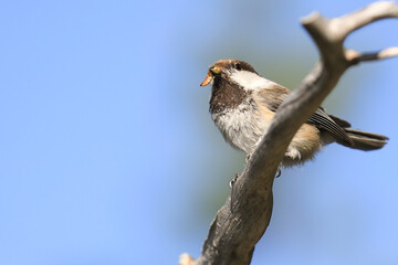 Siberian Tit