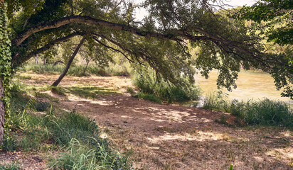 Fototapeta premium a vine climbs the tree