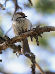 Siberian Tit