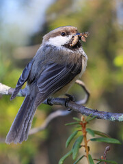Siberian Tit