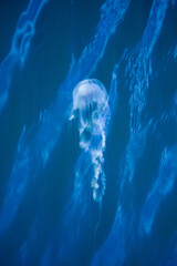 Jelly