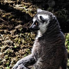 lemur