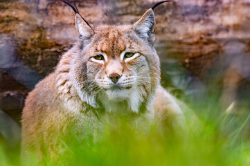 Luchs