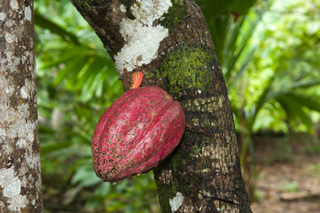 Cacao fruit (Theobroma cacao), Baracoa, Guantanamo province, Cuba