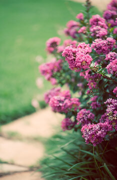 Hot Pink Crape Myrtles in Full Bloom