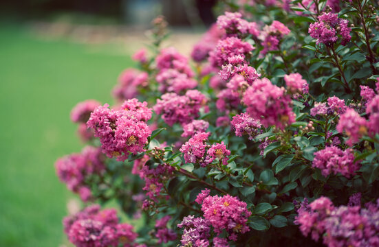Hot Pink Crape Myrtles in Full Bloom