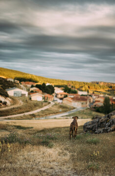Dog waiting for his owner from a hill.