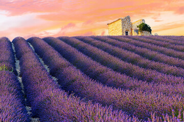 Sunset over lavender field in Provence