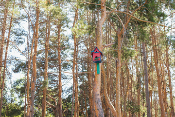 Fototapeta premium birdhouse on the tree, Pine forest, pine trunks, bird house