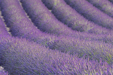 Obraz na płótnie Canvas Lavender field in Provence