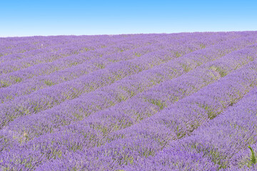 Lavender field in Provence