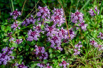 Obraz premium Lilac flowers of blooming thyme close up