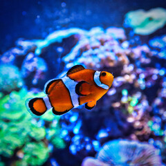 clown fish in aquarium