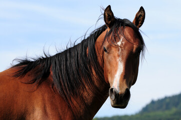 Obraz premium Zweijähriger American Quarter Horse Hengst