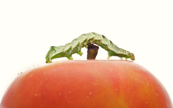 Caterpillar on Apple
