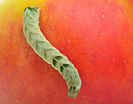 Green Caterpillar on red apple