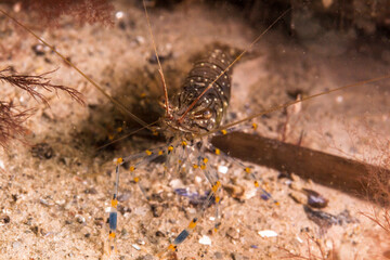 Ostseegarnele streckt ihre Antennen auseinander während sie am Meeresboden der westliche Ostsee verharrt