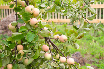 An apple tree branch with light pink apples and a new wooden fence in the background on a summer day in the garden.