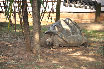 Turtle in the Zoo