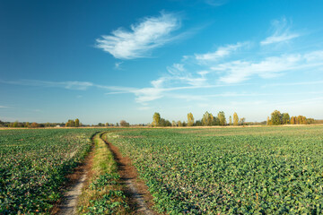 Fototapeta na wymiar A country road through a green beet field