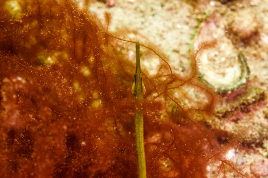 Seenadel am Meeresboden der Ostsee bei Steinbeck, L&uuml;becker Bucht