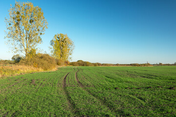 Fototapeta na wymiar Traces of wheels in green field, autumn yellow trees and blue sky