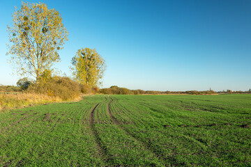 Naklejka premium Traces of wheels in green field, autumn yellow trees and blue sky