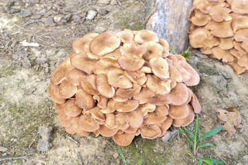 mushrooms by a tree