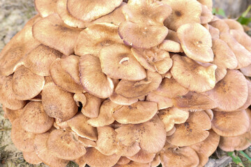close up of mushrooms on the ground