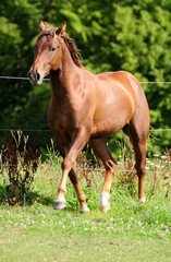 Fototapeta premium Zweijähriger American Quarter Horse Hengst