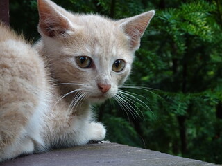 mały jasny siedzący kotek o smutnych oczach, czujnie patrzący w obiektyw, na tle zielonego, iglastego drzewa